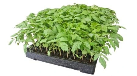 Charola de germinación en uso, planta germinada 