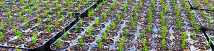 charolas de germinación uso completo e intensivo