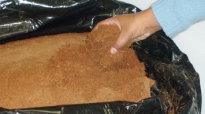 Sustrayendo Fibra de Coco