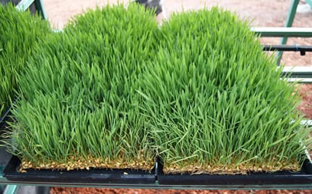 forraje verde producido con solución nutritiva para pastos hydro environment 