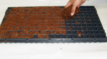Llenando Germinador Fibra de Coco