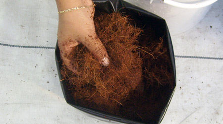 llenando bolsa de fibra de coco sustratos hidropónicos 