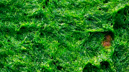 Materia orgánica que causa obstrucción en goteros
