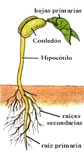 Cotiledon