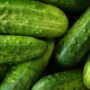 Cultivo de Pepino: Todo lo que Necesitas Saber