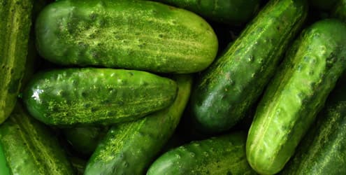 Cultivo de Pepino: Todo lo que Necesitas Saber