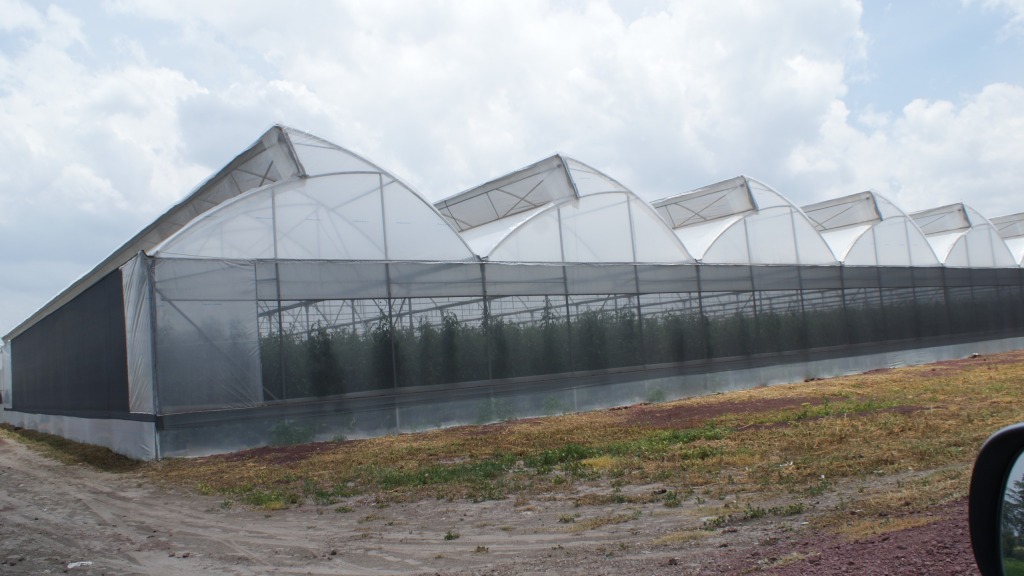 invernadero baticenital para cultivo de jitomate 