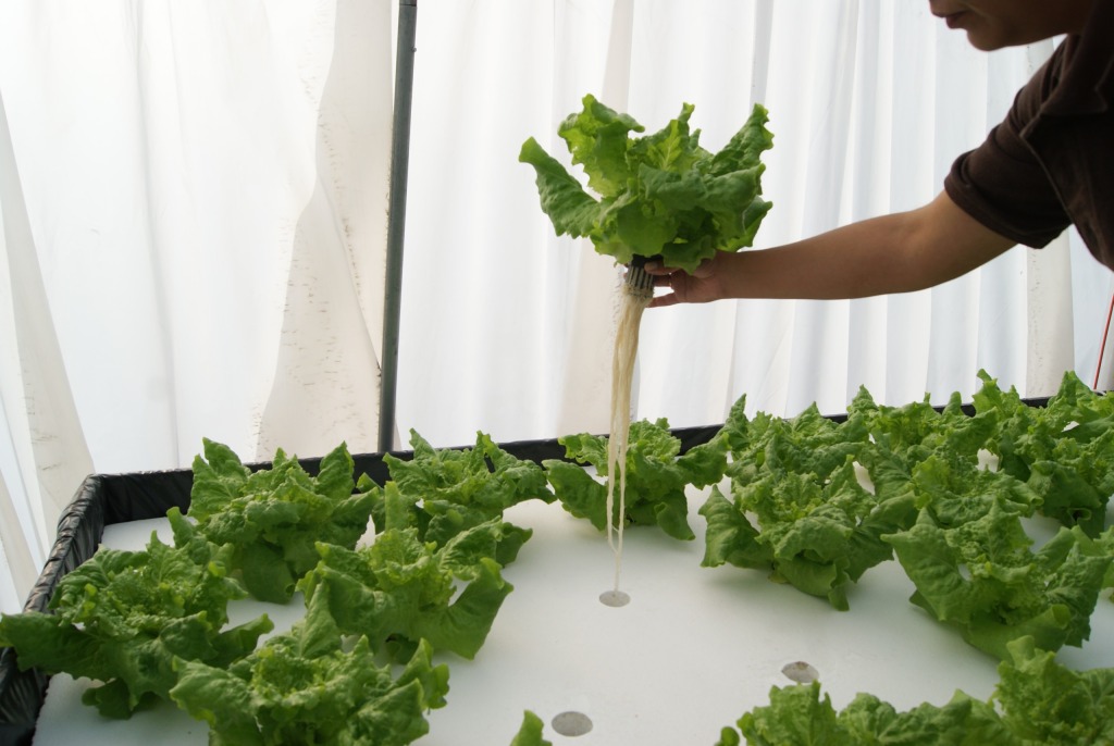cultivo en raiz flotante por hidroponia hydro 