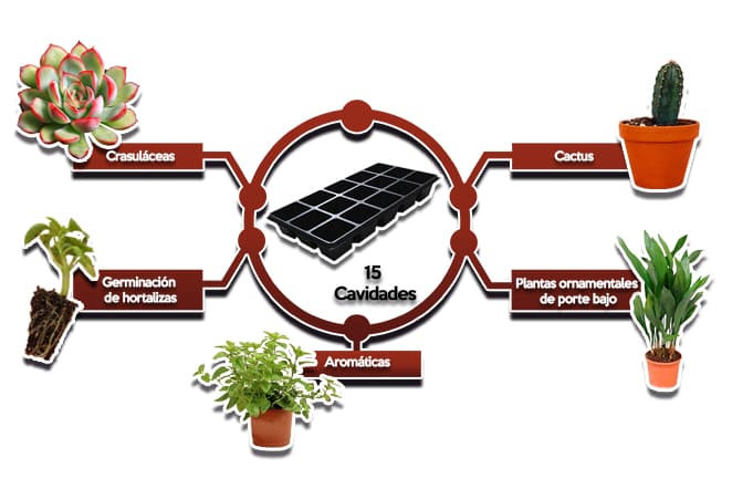 Usos Charola para germinar de 15 Cavidades Cuadradas