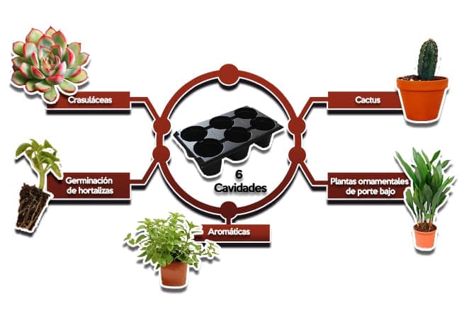 Usos de charola de 6 cavidades 