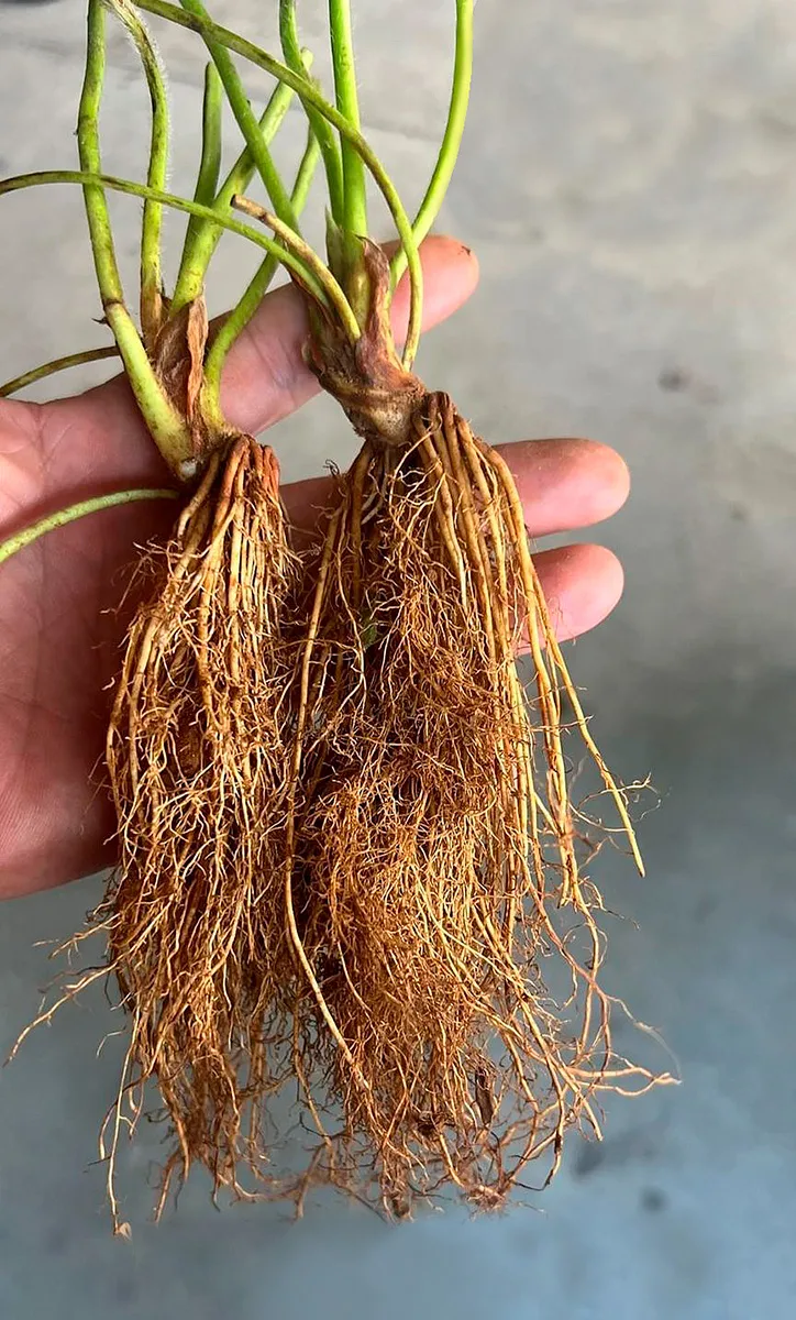 plantula de fresa raiz desnuda