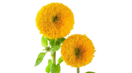 Sobre de Semilla de Girasol Doble Gigante de California