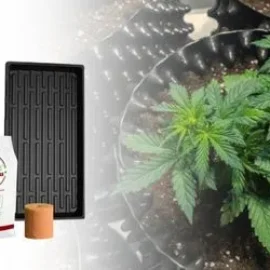 Kit de Siembra de Marihuana Hidropónica en Casa