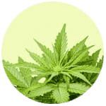 Grow Shop