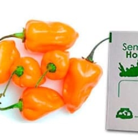 Gramo de Semilla de Chile Habanero Var Orange