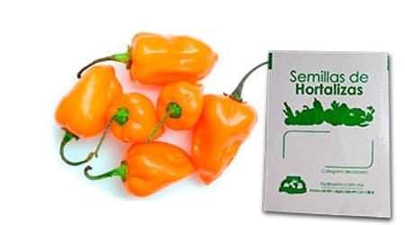 Gramo de Semilla de Chile Habanero Var Orange