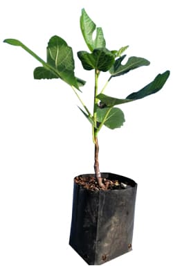 plantula-de-higo-imagen-ilustrativa, Caja de 3 Plantulas de Higo Variedad Black Mission