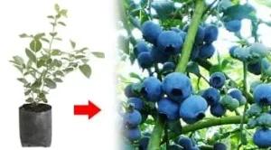 plantula_arandano_variedad_biloxi