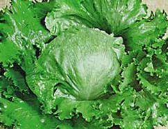 Lechuga Iceberg