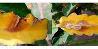 Pudrición basal en pitahaya