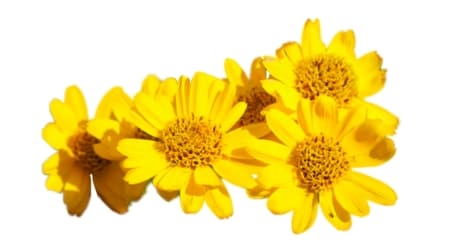 Sobre de Semilla de Arnica (medicinal)