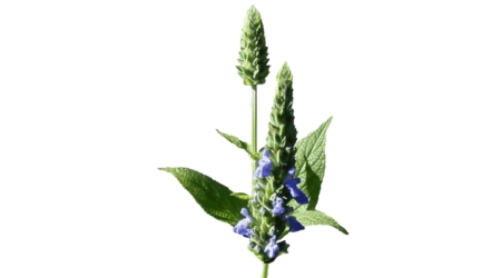 Sobre de Semilla de Chia (medicinal)
