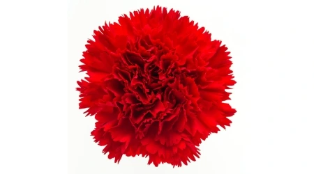 Sobre de Semilla de Clavel Chabaud Gigante Variado