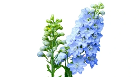 Sobre de Semilla de Espuela (Delphinium Grande)