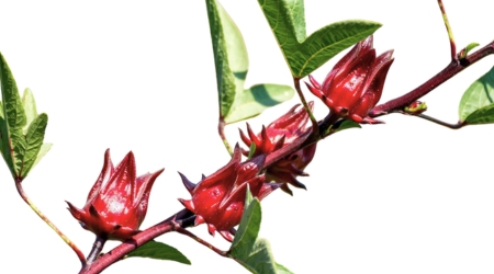 Sobre de Semilla de Jamaica