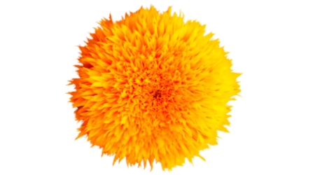 Sobre de Semilla de Girasol Enano Doble sungold