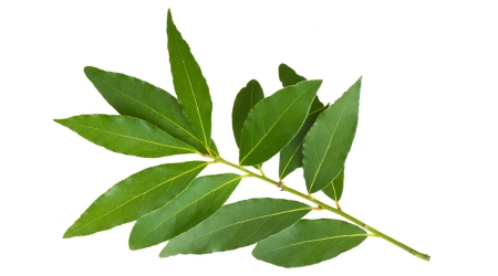 Sobre de Semilla de Laurel