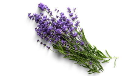 Sobre de Semilla de Lavanda