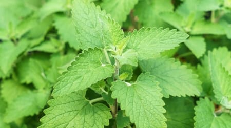 Menta gatuna, Nepeta cataria, Hierba de los gatos, albahaca de gatos, hierba gatera, gataria, nébeda, catnip