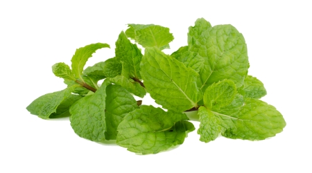 Sobre de Semilla de Menta