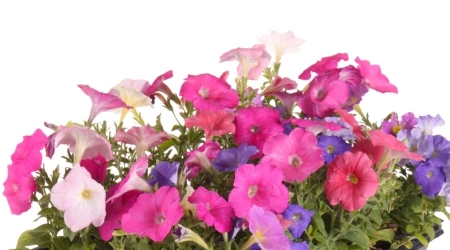 Sobre de Semilla de Petunia Enana