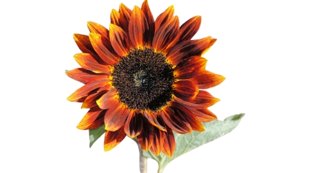 Sobre de Semilla de Girasol Belleza de Otoño Variadas