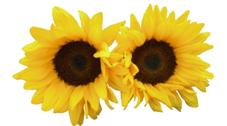 Sobre de Semilla Girasol Gigante Simple Amarillo