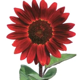 Sobre de Semilla de Girasol Rojo Var. Midnight Rouge