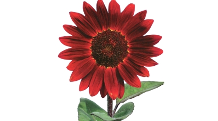 Sobre de Semilla de Girasol Rojo Var. Midnight Rouge