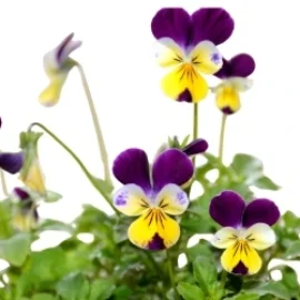 Sobre de Semilla de Pensamiento Viola (Johnny Jump Up)