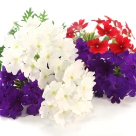 Sobre de Semilla de Verbena de Colores