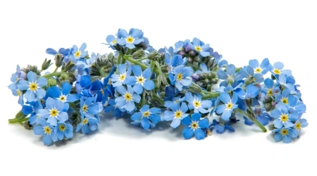 Sobre de Semilla de No me olvides Miosotis Azul