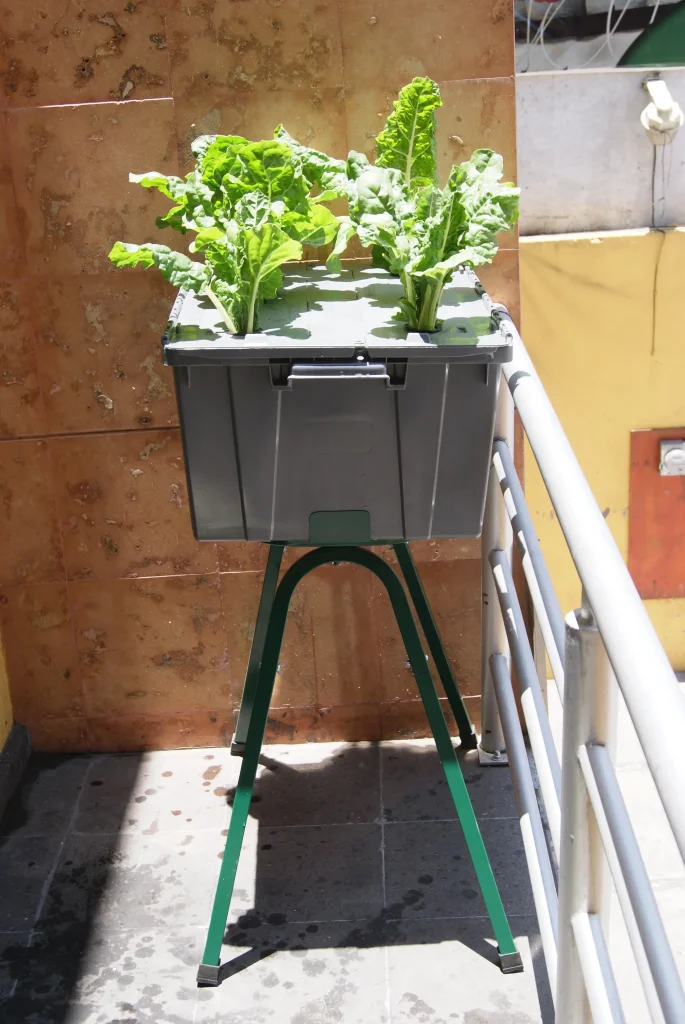 cultivo de acelgas en sistema de raiz flotante hidropónico