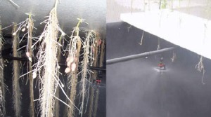 Cultivo de papa en aeroponía 