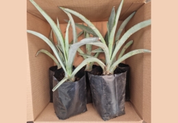 agave-empaquetado-maguey-imagen, Caja de 5 plantas de Agave Tequilana Weber Var. Azul