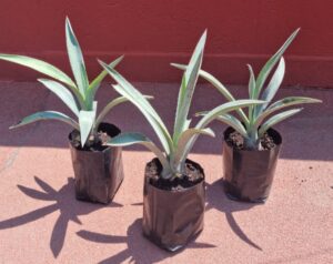 imagen-agave-plantulas, Caja de 5 plantas de Agave Tequilana Weber Var. Azul