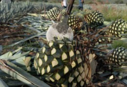 imagen-ilustrativa-agave-maguey, Agave Var. Maximiliana Caja de 5 plantas