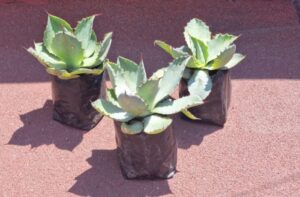 agave, pita, maguey, cabuya, fique, mezcal, Agave Var. Maximiliana Caja de 5 plantas