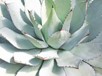 imagen-ilustrativa-agave, Agave Var. Maximiliana Caja de 5 plantas