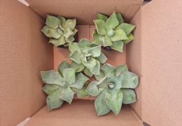imagen-ilustrativa-agave-empaquetado, Agave Var. Maximiliana Caja de 5 plantas